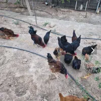 مرغ خروس