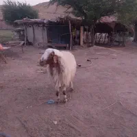 قوچ همو ۳ سال سفید