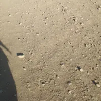 زمین فروش فوری کنار پمپ چاوش