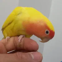 نر و ماده کوتوله برزیلی