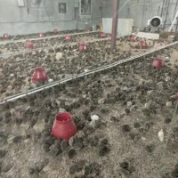 وام شخصی با سود ماهیانه مطمئن (قرارداد رسمی)|استخدام مالی، حسابداری، حقوقی|دهدشت, |دیوار