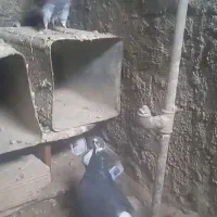 کفتر|پرنده|زیرکوه, |دیوار