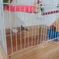 جفت  فنج بالغ در حال لونه گرم کردن