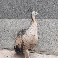 یه جفت طاووس نر هندی ماده مصری