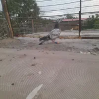 کبوترمعاوضه باتک پریارنگی جوانه