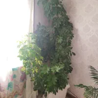 گل‌های آپارتمانی زیبا و شاداب|گل و گیاه طبیعی|صدرا-فارس, فاز ۱|دیوار