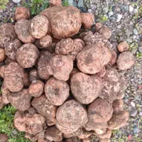 دنبالان کوهی(دنبالان)