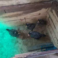 جوجه امروک نژاد خالص