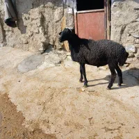 فروش قوچ سه۳شیره ودوراس بره ماده|حیوانات مزرعه|قلقل رود, |دیوار