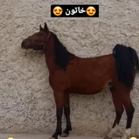 مادیان و نریان وکره درشوری|اسب و تجهیزات اسب‌سواری|اصفهان, بهارستان|دیوار