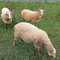 گوسفند چند قلو زا