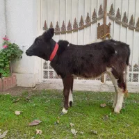 لیشه گاودورگ ۵ماهه خوش خوراک وسلامت|حیوانات مزرعه|صومعه‌سرا, |دیوار