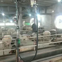پشم چینی گوسفند NOOR COMPANY