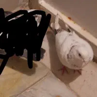 کفتر قلاقی،کله دوم ویک جفت هوایی|پرنده|ملایر, |دیوار