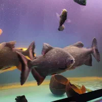 3 عدد پیرانا (قیمت توافقی)