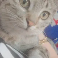 واگذاری گربه ماده