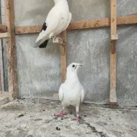 نرو ماده درجه ۱