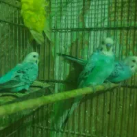 ۶تا مرغ عشق نر سالم  وعالی برای جفتگیریمرغ|پرنده|تهران, انبار نفت|دیوار