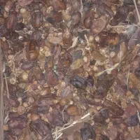 خرید خرما
