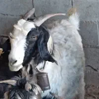 بز‌.|حیوانات مزرعه|گتوند, |دیوار