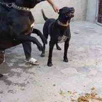 سگ سرابی|سگ|اسدآباد, |دیوار