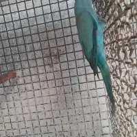 طوطی|پرنده|لامرد, |دیوار