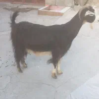 بز دوتا برای فروش|حیوانات مزرعه|برازجان, |دیوار