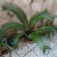 سیکاس|گل و گیاه طبیعی|رشت, منظریه|دیوار