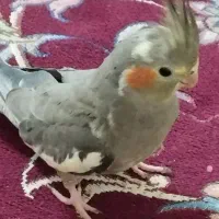طوطی عروس  رام  و دستی|پرنده|صومعه‌سرا, |دیوار