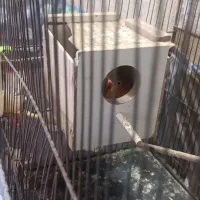 طوطی کوتوله مولد