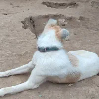 پا کوتاه|سگ|سیمین شهر, |دیوار