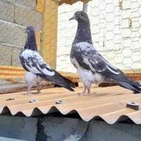 کبوتر یک جفت جوجه تیدی رشت
