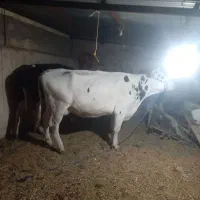 گاو|حراج|یزد, |دیوار