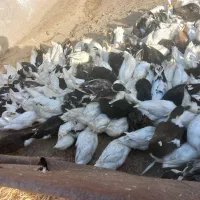 کردک ۹ماهه دانی ۳۲۰|حیوانات مزرعه|گنبد کاووس, |دیوار