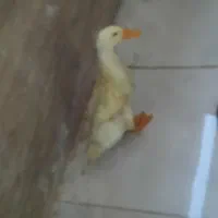 اردک