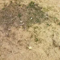 یک-قعطه-زمین-در-دو-اسب