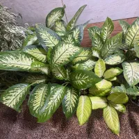 خانه گل و گیاه آنلاین و حضوری|گل و گیاه طبیعی|زرند, |دیوار