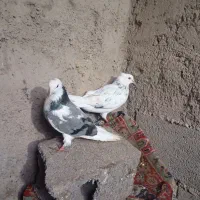 5عدد کبوتر|پرنده|سنگدوین, |دیوار