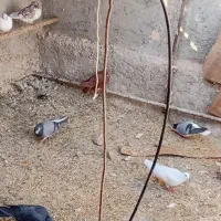 فروش کبوتر