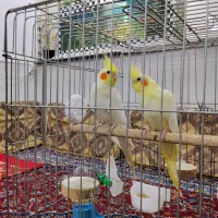 جفت عروس هلند مولد