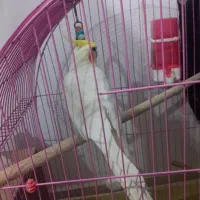 فروش عروس هلندی|پرنده|گنبد کاووس, |دیوار