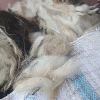 پشم گوسفندی پاییزه اعلا|عمدهفروشی|سنگر, |دیوار