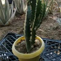 گل ها فروشی|گل و گیاه طبیعی|کنارک, |دیوار