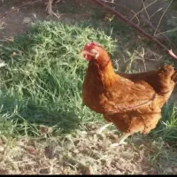 مرغ تخم گذار