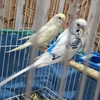 جفت مرغ عشق|پرنده|شادگان, |دیوار