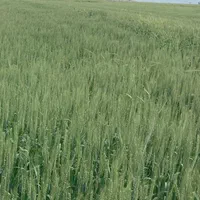 فروش ۲ هکتار کشاورزی
