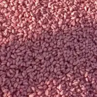 گندم پیشگام ۱۳۰۰کیلو اصلا شده درجه یک