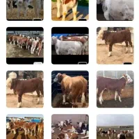 گوساله،نر پرواری با خوراک دام،کوپن دولتی یارانه ای