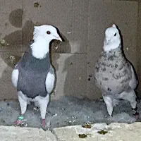 یک جفت پرشی قلمکار عتیقه و یک جفت طوقی خالدار|پرنده|سیرجان, |دیوار