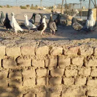 12دونه کفتر